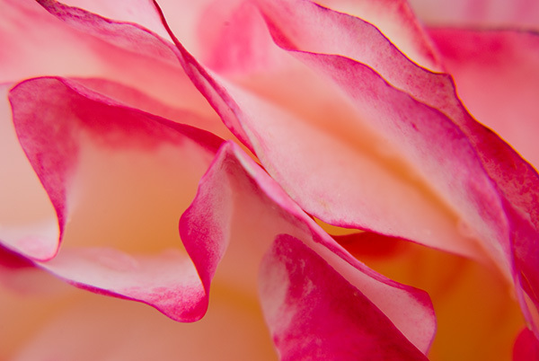 Flutter : Floral Essence : Fine Art Photography beauty in nature, abstract design, flowers, seasons for licensing or purchase