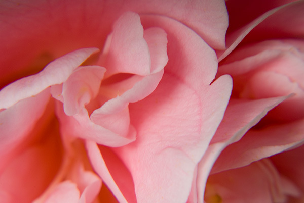Rhythm in Pink : Floral Essence : Fine Art Photography beauty in nature, abstract design, flowers, seasons for licensing or purchase