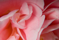 Rhythm in Pink