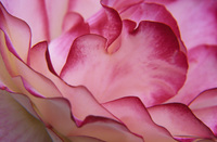 Freshwater Petals