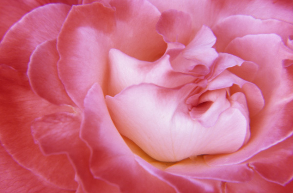 Enveloped : Floral Essence : Fine Art Photography beauty in nature, abstract design, flowers, seasons for licensing or purchase